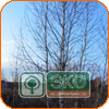 подробно ::> подробно ::>